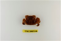 藏品(字紋弓蟹)的圖片